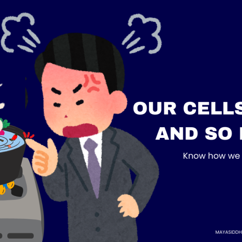 types of sensory receptors